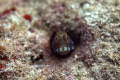 Seaweed Blenny on the Big Coral Knoll off the Fort Lauderdale beach.