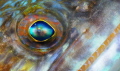 Lizard fish close up.