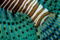 Lionfish abstract