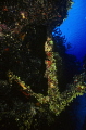 Coral covered Anchor somewhere in Bay of Biscayne