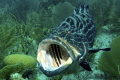 hungry fish