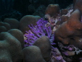 Beatiful purple sea amemone