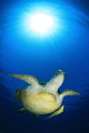 green turtle .
