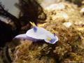 Nudibranch at Anilao, Philippines by my S95 + YS-01