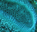 Mouth of a vase sponge; interesting membrane around the opening.
