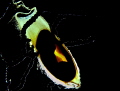 The feauture.Egg of a Scyliorhinus canicula(mediterranean deep water shark)during night dive