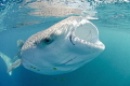 A rather unusual looking whaleshark as a result of the distortion from the fish eye lens.