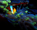 Life in anemone