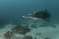 Solitary Grey Nurse Shark