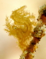 Yellow Algae Shrimp. Size: 3 mm.