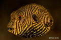 Juvenile Pufferfish