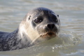 Seal in the Spitsbergen