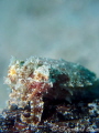 1 inch - Juvenile Cuttlefish camouflaging