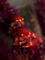 Squat Lobster - Anilao, Philippines
G12 + 2x UCL165
