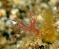 Red Algae shrimp.