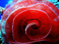 Underwater rose