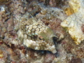 Juvenile horned cow fish