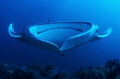 The Flying Saucer... Frontal portrait of a Giant Manta Ray filter-feeding. These little angels can have a wingspan of more than 7 metres... but they have no sting in the tail and feed exclusively on plankton so they are true gentle giants!
