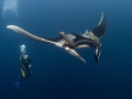 Another manta shot. Hope I don't bore you. But I really like these animals, even though it is difficult to capture their beauty in a photo.