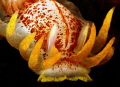 Fiery Nudibranch