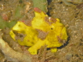 Frog Fish on a night dive
