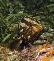Nassau Grouper lying in wait