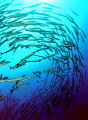 Circling Baracuda's