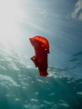 This Spanish dancer started swimming in an attempt to avoid a triggerfish.