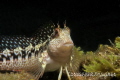 Blenny.