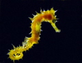Seahorse
Photo with help of dive buddy to torch the back light
Aniloa, the Philippines