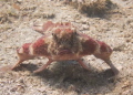 Batfish
One of of many resident Batfish out for a stroll at the Blue Heron Bridge.
