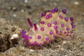 I think this beautiful Nudi is a Janolus sp - absolutely stunning - found at Lembeh Straits.