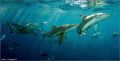 Shark Dance