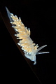 Eubranchus farrani nudibranch crawling on the edge of a kelp frond.