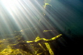 underwater wood