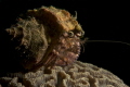 Hermit crab