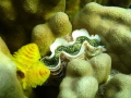 A clam wedged itself into some coral with the Christmas tree worms nearby.