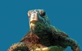 Kona Turtle...f8, 1/100,iso100