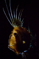 Pesce San Pietro