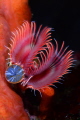 Serpula