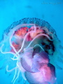 Jellyfish.  Sealife DC1200.