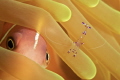 Eye to eye... ;-)
Pink Anemonefish and Commensal shrimp