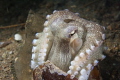 Coconut Octopus coming out of his home - a beer bottle.
