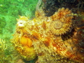 Common Octopus - Angies Reef, Mossel Bay