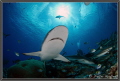 Shark on Yap Island