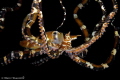 Mimic octopus in Ambon