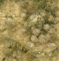 octo story, continued (5th of 6 images):
Game over.  
Octo changes into an algae covered stone.