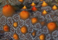 Star fish texture
