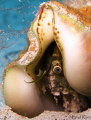 Caribbean queen conch (Strombus gigas)