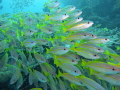 Yellow snapper. Sardine Reef. Raja Ampat. Sea and Sea DX-2G.